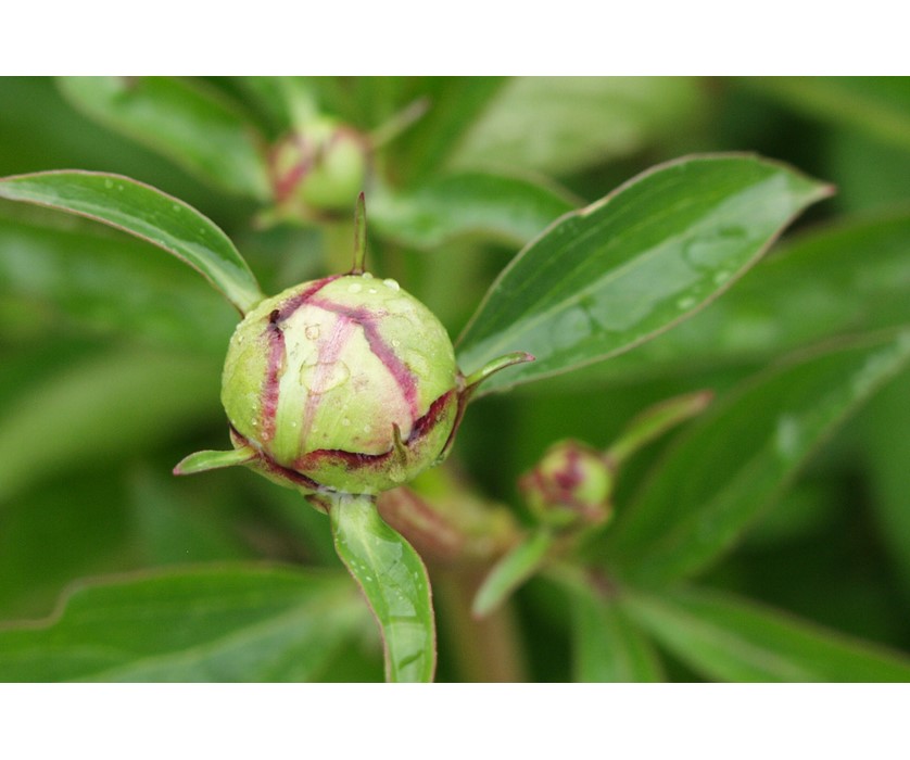 Peony
